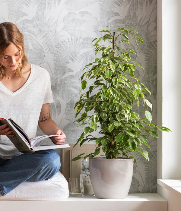 Birkenfeige - Ficus Benjamina 'Forever', Verschiedene Sorten 5 Birkenfeige - Ficus Benjamina 'Forever', Verschiedene Sorten – Bild 3