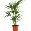 Kentiapalme - Howea Forsteriana 1 Kentiapalme - Howea Forsteriana -Pflanzenglück Geschäft 8239733 WE FS 001 HoweaForsterianaT17DehnerExpressHerzig