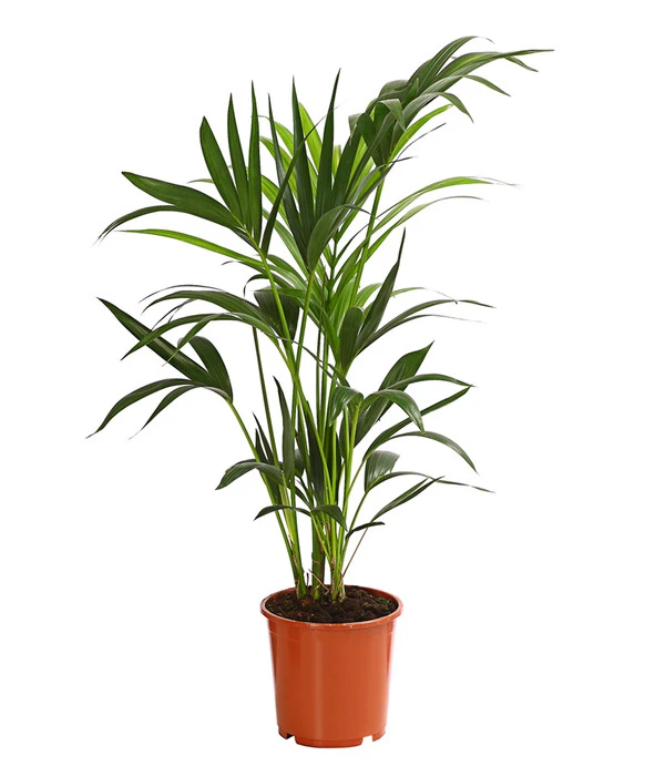 Kentiapalme - Howea Forsteriana 3 Kentiapalme - Howea Forsteriana