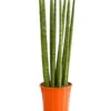 Bogenhanf - Sansevieria Cylindrica 'Straight' -Pflanzenglück Geschäft 8241127 PR FS 001 SansevieriaCylindricaBogenhanfT17DehnerExpressHerzig