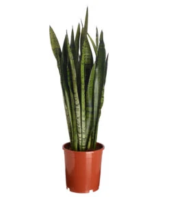 Bogenhanf - Sansevieria Zeylanica