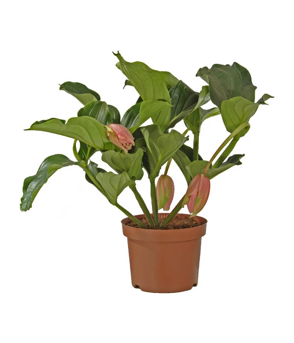 Medinille - Medinilla Magnifica 'Florinilla®' 3 Medinille - Medinilla Magnifica 'Florinilla®'