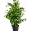 Birkenfeige - Ficus Benjamini 'Anastasia' 2 Birkenfeige - Ficus Benjamini 'Anastasia' -Pflanzenglück Geschäft 8248510 PR FS 001 FicusAnastasiaT21