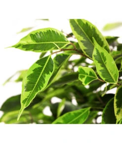 Birkenfeige - Ficus Benjamini 'Anastasia' 7 Birkenfeige - Ficus Benjamini 'Anastasia' -Pflanzenglück Geschäft 8248510 WE DE 002 FicusAnastasiaT21