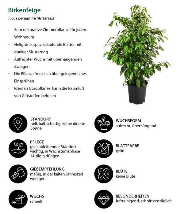 Birkenfeige - Ficus Benjamini 'Anastasia' 4 Birkenfeige - Ficus Benjamini 'Anastasia' – Bild 2