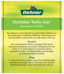 Burrageara-Orchidee - Burrageara Cultivars 'Nelly Isler' 9 Burrageara-Orchidee - Burrageara Cultivars 'Nelly Isler' -Pflanzenglück Geschäft 8251266 OrchideeNellyIslerEtikett1