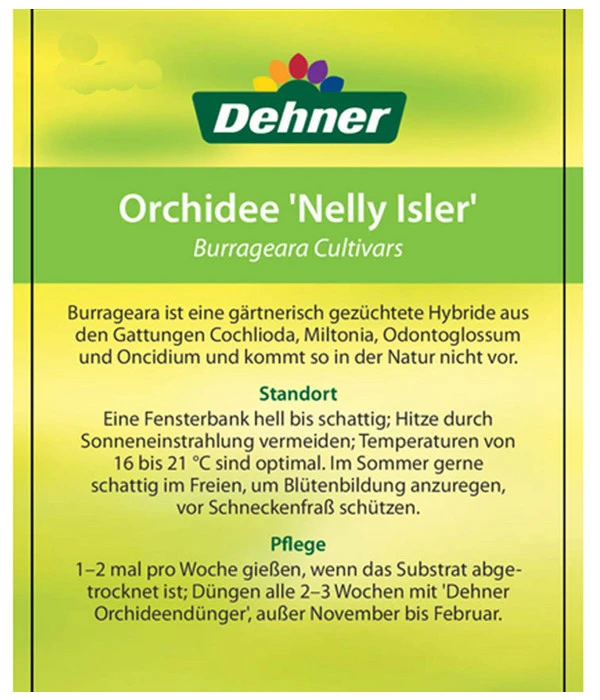 Burrageara-Orchidee - Burrageara Cultivars 'Nelly Isler' 6 Burrageara-Orchidee - Burrageara Cultivars 'Nelly Isler' – Bild 4