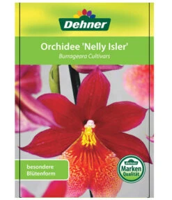 Burrageara-Orchidee - Burrageara Cultivars 'Nelly Isler' 8 Burrageara-Orchidee - Burrageara Cultivars 'Nelly Isler' -Pflanzenglück Geschäft 8251266 OrchideeNellyIslerEtikett2