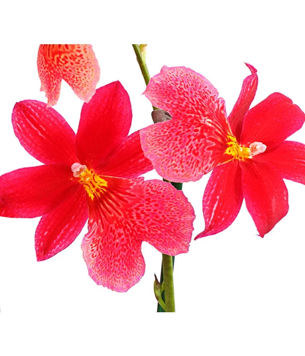 Burrageara-Orchidee - Burrageara Cultivars 'Nelly Isler' 4 Burrageara-Orchidee - Burrageara Cultivars 'Nelly Isler' – Bild 2