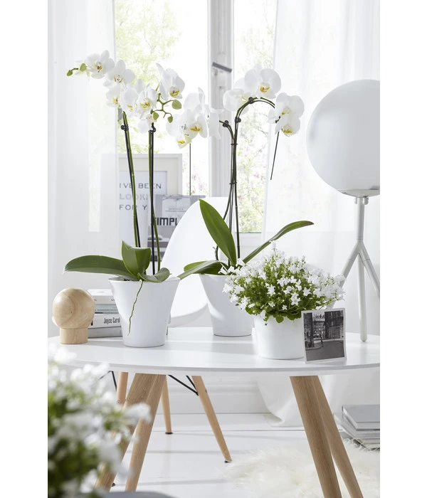 Schmetterlingsorchidee - Phalaenopsis Cultivars 'Umbrella', Verschiedene Sorten 12 Schmetterlingsorchidee - Phalaenopsis Cultivars 'Umbrella', Verschiedene Sorten – Bild 10