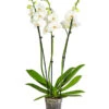 Schmetterlingsorchidee - Phalaenopsis Cultivars, Großblütig -Pflanzenglück Geschäft 8252504 PR FS 001 SchmetterlingsorchideeGrossbluetig3bis4TrieberPhalaenopsisCultivarsTopf15cmDehnerExpressHerzig