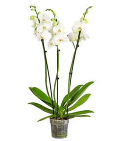 Schmetterlingsorchidee - Phalaenopsis Cultivars, Großblütig