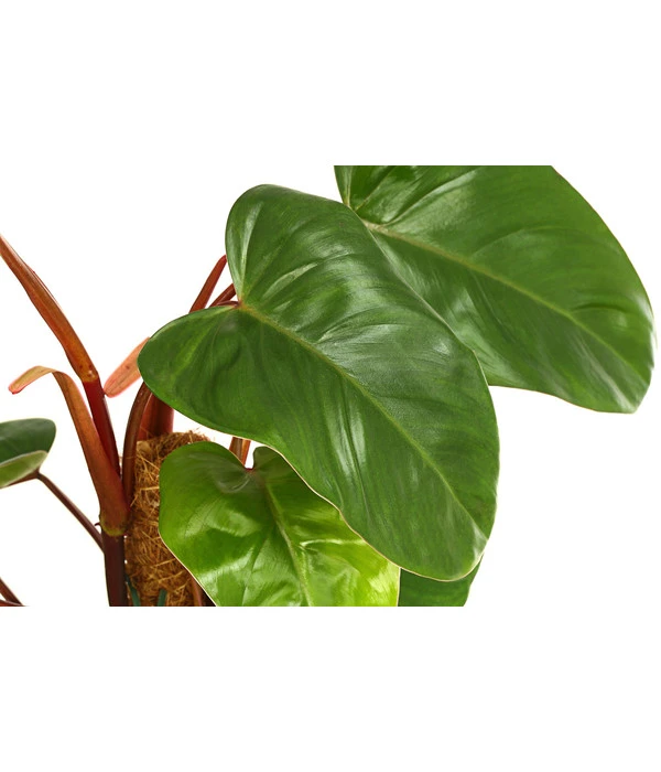 Baumfreund - Philodendron 'Red Emerald' 4 Baumfreund - Philodendron 'Red Emerald' – Bild 2