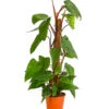 Baumfreund - Philodendron 'Red Emerald' -Pflanzenglück Geschäft 8255119 PR FS 001 PhilodendronErubescensRedEmeraldT19DehnerExpressHerzig