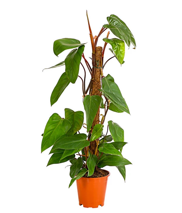 Baumfreund - Philodendron 'Red Emerald' 3 Baumfreund - Philodendron 'Red Emerald'