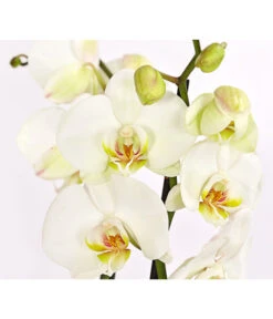 Schmetterlingsorchidee - Phalaenopsis Cultivars -Pflanzenglück Geschäft 8258238 PR DE 001 SchmetterlingsorchideePhalaenopsis3TrieberWeissT12DehnerExpressHerzig