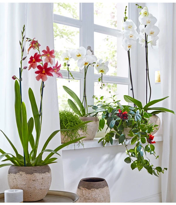 Schmetterlingsorchidee - Phalaenopsis Cultivars 'Umbrella', Verschiedene Sorten 11 Schmetterlingsorchidee - Phalaenopsis Cultivars 'Umbrella', Verschiedene Sorten – Bild 9