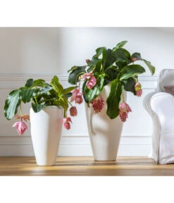 Medinille - Medinilla Magnifica -Pflanzenglück Geschäft 8266157 WE MO 004 Medinilla2021GC08