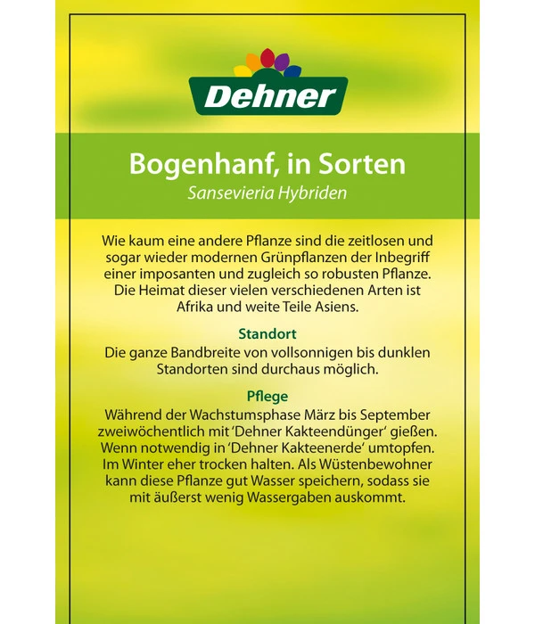 Bogenhanf - Sansevieria Cylindrica 'Mikado' 8 Bogenhanf - Sansevieria Cylindrica 'Mikado' – Bild 6