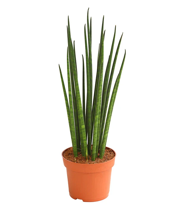 Bogenhanf - Sansevieria Cylindrica 'Mikado' 3 Bogenhanf - Sansevieria Cylindrica 'Mikado'