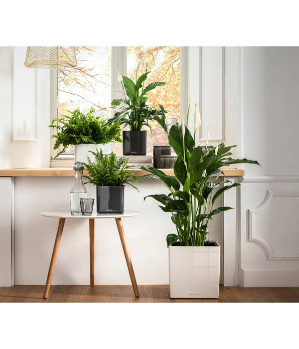 Air So Pure® Einblatt - Spathipyllum Wallisii 'Lauretta' 4 Air So Pure® Einblatt - Spathipyllum Wallisii 'Lauretta' – Bild 2