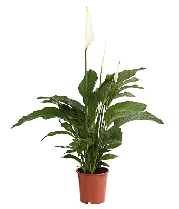 Air So Pure® Einblatt - Spathipyllum Wallisii 'Lauretta' 3 Air So Pure® Einblatt - Spathipyllum Wallisii 'Lauretta'