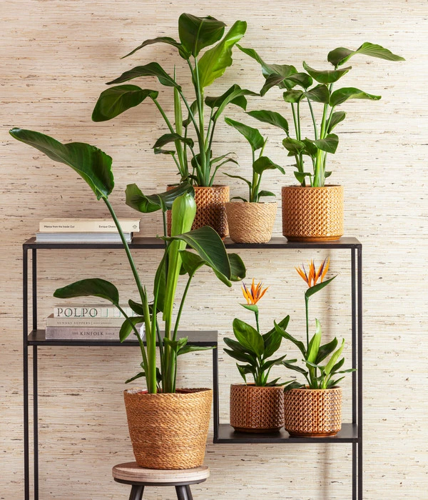 Paradiesvogelblume 4 Paradiesvogelblume – Bild 2