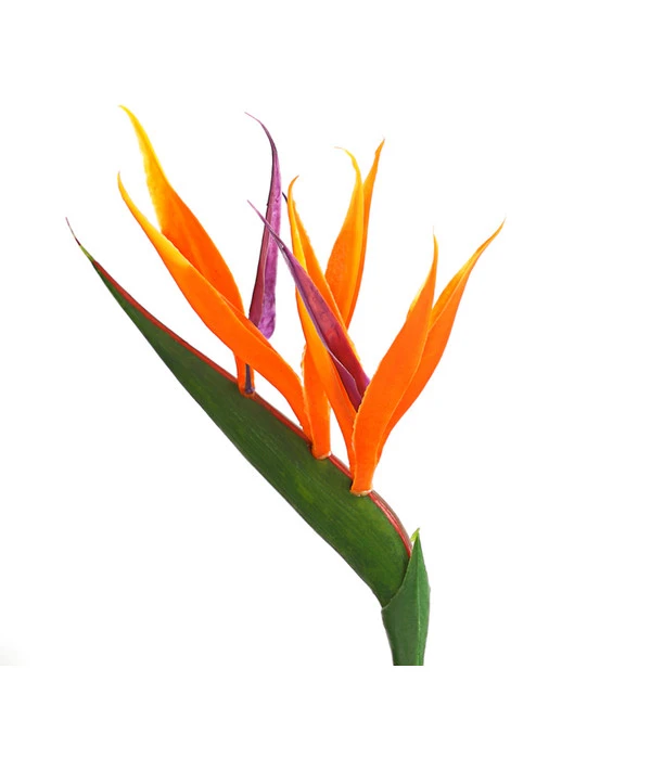 Paradiesvogelblume 5 Paradiesvogelblume – Bild 3