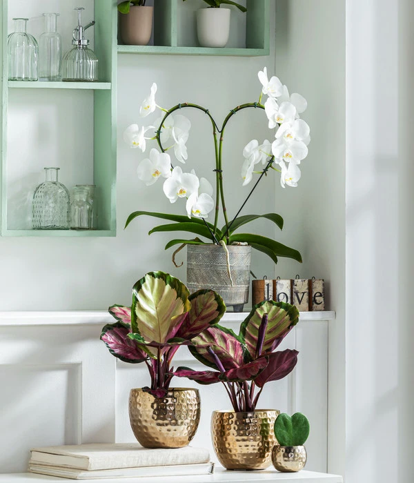 Korbmarante - Calathea Roseopicta 'Silvia' 4 Korbmarante - Calathea Roseopicta 'Silvia' – Bild 2