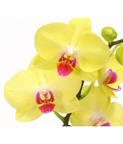 Schmetterlingsorchidee - Phalaenopsis Cultivars 'Crossing' -Pflanzenglück Geschäft 8280513 PR DE 002 SchmetterlingsorchideePhalaenopsisCrossing2TrieberT12Herzig