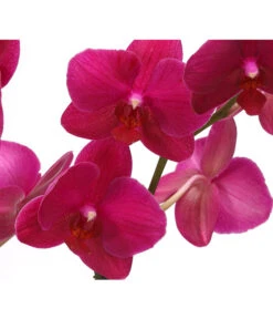 Schmetterlingsorchidee - Phalaenopsis Cultivars 'Crossing' -Pflanzenglück Geschäft 8280513 PR DE 004 SchmetterlingsorchideePhalaenopsisCrossing2TrieberT12Herzig