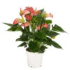 Flamingoblume - Anthurium Andreanum 'Livium' 2 Flamingoblume - Anthurium Andreanum 'Livium' -Pflanzenglück Geschäft 8281909 PR FS 001 AnthuriumLiviumT14DehnerExpressHerzig