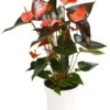 Große Flamingoblume - Anthurium Andreanum 'Rainbow' 1 Große Flamingoblume - Anthurium Andreanum 'Rainbow' -Pflanzenglück Geschäft 8284804 PR FS 001 AnthuriumRainbowT14DehnerHerzig