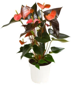 Große Flamingoblume - Anthurium Andreanum 'Rainbow'