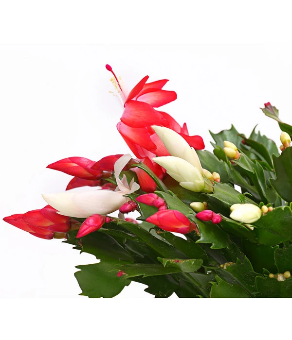 Weihnachtskaktus-Duo - Schlumbergera X Buckleyi 4 Weihnachtskaktus-Duo - Schlumbergera X Buckleyi – Bild 2