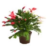 Weihnachtskaktus-Duo - Schlumbergera X Buckleyi 1 Weihnachtskaktus-Duo - Schlumbergera X Buckleyi -Pflanzenglück Geschäft 8288151 WE FS 001 WeihnachtskaktusSchlumbergeraTwinT12DehnerExpressHerzig