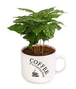 Kaffeepflanze - Coffea Arabica, Verschiedene Sorten, In Keramik -Pflanzenglück Geschäft 8290074 WE FS 002 CoffeaInHenkeltasseT12DehnerExpressHerzig