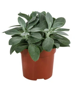 Kreuzkraut - Senecio Cephalophorus