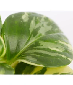 Peperomie - Peperomia Obtusifolia Variegata 'Golden Genua' -Pflanzenglück Geschäft 8290975 PR DE 001 PeperomiaObtusifoliaVariegataBuntT11DehnerExpressZS