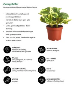 Peperomie - Peperomia Obtusifolia Variegata 'Golden Genua' -Pflanzenglück Geschäft 8290975 WE IG 001 PeperomiaObtusifoliaVariegataBuntT11DehnerExpressZS