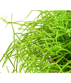 Binsenkaktus - Rhipsalis Cultivars, Verschiedene Sorten 12 Binsenkaktus - Rhipsalis Cultivars, Verschiedene Sorten -Pflanzenglück Geschäft 8297434 PR DE 001 RhipsalisCassuthaDehnerExpressHerzig