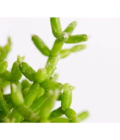 Binsenkaktus - Rhipsalis Cultivars, Verschiedene Sorten 11 Binsenkaktus - Rhipsalis Cultivars, Verschiedene Sorten -Pflanzenglück Geschäft 8297434 PR DE 002 RhipsalisTeresMixBinsenkaktusT12DehnerExpressZS