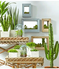 Binsenkaktus - Rhipsalis Cultivars, Verschiedene Sorten 13 Binsenkaktus - Rhipsalis Cultivars, Verschiedene Sorten -Pflanzenglück Geschäft 8297434 PR MO 001 KakteenSukkulentenBild1BL14 8268799 8241077 8267692 8679631 8673881 8239691 2149532 2149649 3266335