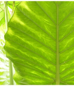 Pfeilblatt - Alocasia Portodora -Pflanzenglück Geschäft 8297442 PR DE 001 AlocasiaPortodoraElefantenblattPixabay