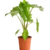 Pfeilblatt - Alocasia Portodora -Pflanzenglück Geschäft 8297442 WE FS 001 PfeilblattAlocasiaPortodoraT24DehnerExpressHerzig