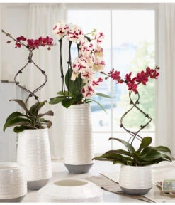 Schmetterlingsorchidee - Phalaenopsis Cultivars 'Big Lip', Kaskade -Pflanzenglück Geschäft 8297830 WE MO 001 OrchideenKeramikCeciliaDehnerbild