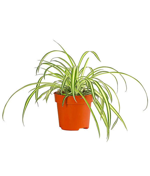 Grünlilie - Chlorophytum Comosum 'Atlantic' 3 Grünlilie - Chlorophytum Comosum 'Atlantic'