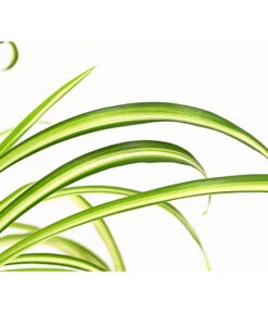 Grünlilie - Chlorophytum Comosum 'Atlantic' 7 Grünlilie - Chlorophytum Comosum 'Atlantic' -Pflanzenglück Geschäft 8298283 WE DE 002 ChlorophytumAtlanticT12