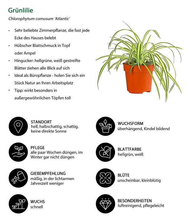 Grünlilie - Chlorophytum Comosum 'Atlantic' 4 Grünlilie - Chlorophytum Comosum 'Atlantic' – Bild 2
