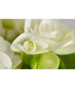 Elatior-Begonie - Begonia Elatior 8 Elatior-Begonie - Begonia Elatior -Pflanzenglück Geschäft 8299638 PR DE 001 BegoniaRexT12DehnerExpressZS